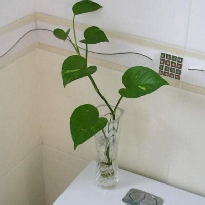 巨鱉 廁所可以放植物嗎